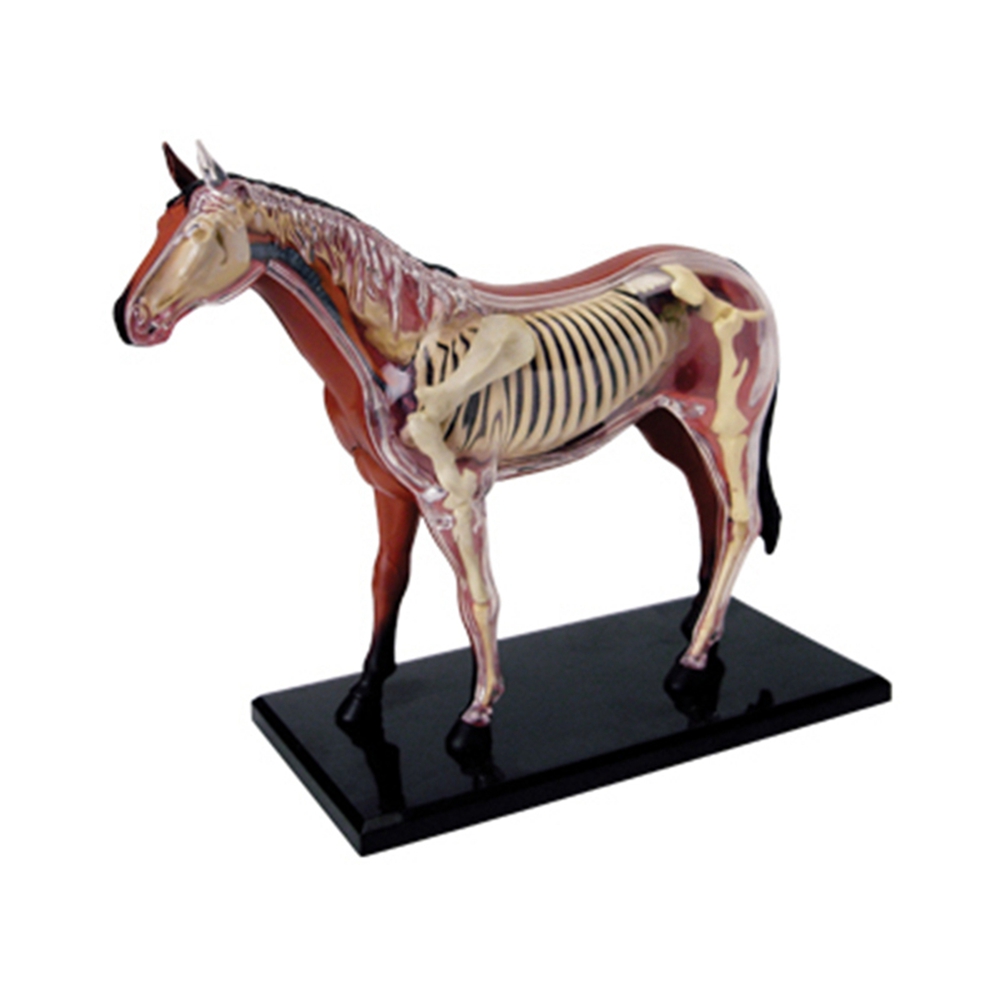 Model anatomi Organ hewan main - Science Diy Model ulasan dan harga